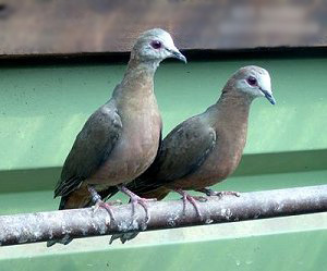 Columba larvata